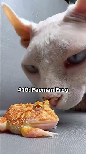 10 Exotic pets u can legally own! #animals #cutepets #pets #cuteanimals #cute # #bestpets #petlover