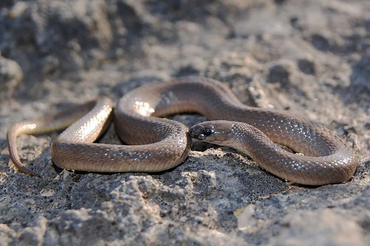 Rough Earth Snake