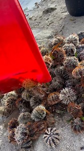 tambaw sa ebog dams mag pa d0g@ napod | Oyoy