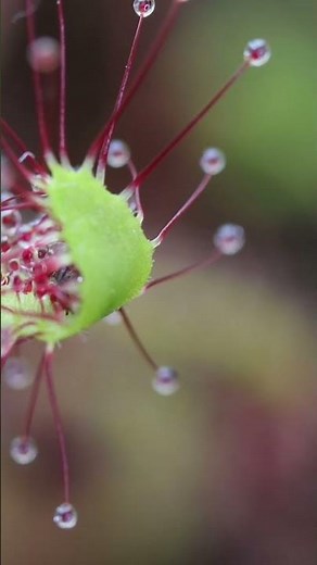 Sundew eats a pesky mosquito