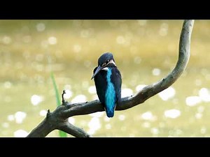 オリンパス「MC-20」を使って撮影した4K/30p動画