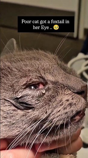 🐾 Unexpected Feline Eye Injury #FelineEyeInjury #UnexpectedInjury #CatEyeCare