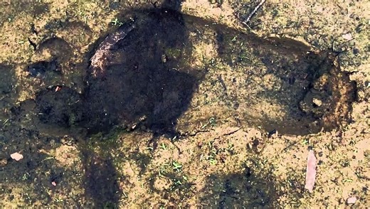 Aliens vs. Bigfoot | movie | 2021 | Official Trailer