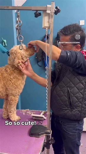 So so cute! Lovely spa day ! 🐶🐾❤️ So beautiful. ⭐️🐶🎄 #cockapoo #puppy #dogoftheday #fyp #dogsvideo