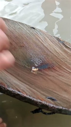 #shorts GOLD TREASURE,,THIS IS THE PROCESS OF FILTERING MINING #tambang​ #emas​ #emasmurni​ #news​