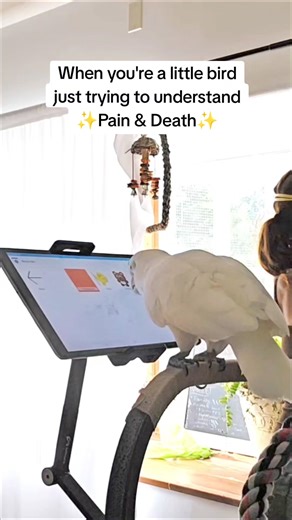 33K views · 1K reactions | Do words unlock thoughts? Or did she wonder this always? Morning thoughts with Ellie while I got the girls up today ❤️ I told her later, ouches come and go, but when we're old, someday we'll get a big ouch and then we'll go to be with Moonlight and Lily at the pumpkin house. And no matter what, Mom will always be with you.  | My Reading Pets: The Learning Adventures of Ellie and Isabelle | Facebook