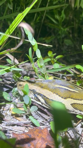 Python Slithering In Florida Everglades