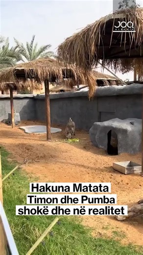 Miqësia e Nuselales dhe Derrkucit në Kopshtin Zoologjik