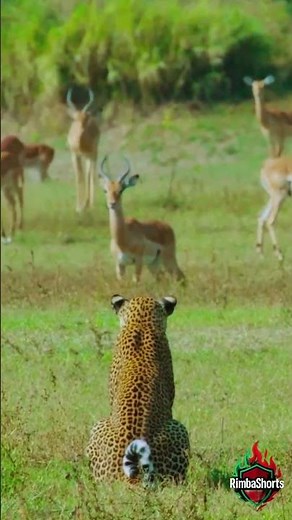 Cheetah Observing a Herd of Antelopes on the African Savanna