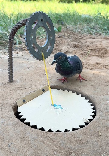 Unique DIY pigeon bird trap by pepper & spring #camping #outdoors #bushcraft