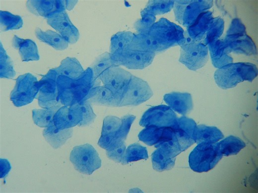 Chapitre 1: Les transformations à la puberté