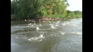 File:Silver carp jumping out of the Illinois River.webm - Wikimedia Commons