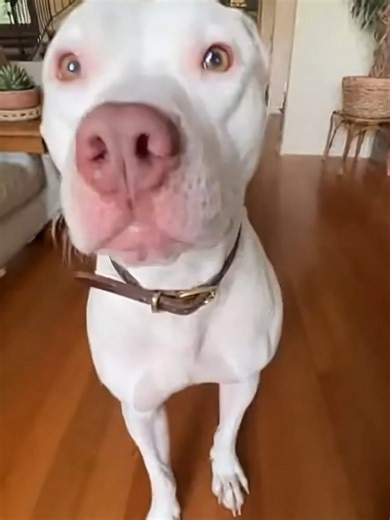Sonido secreto solo para perros: ¡Reacciones imperdibles!