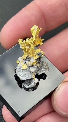 Gold Nugget prize for my Event! #metaldetecting #nuggetnoggin