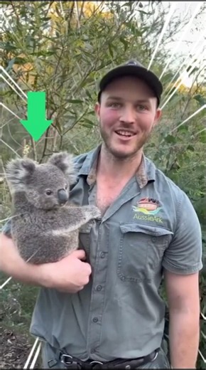 Koala really a stupid animal #shorts
