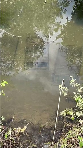 Super Easy Way to Cage Trap Beaver using the Comstock Swim Through Beaver Cage Trap #animaltrap