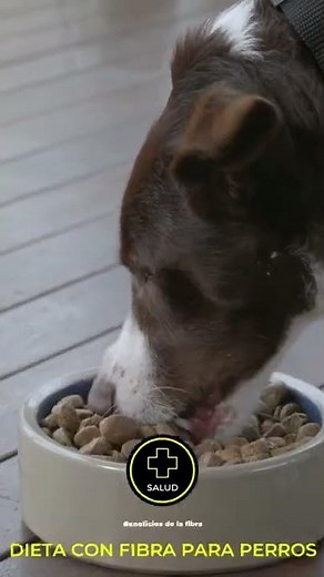 Fibra para perros – La importancia de una dieta equilibrada | Mascota y Salud