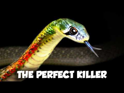 Asia's Forgotten Poisonous Snake (yes, you read that right)