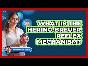 What Is The Hering-Breuer Reflex Mechanism?