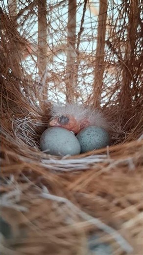 Welcome to the world, little canary!🥰 First baby chick of this year!!