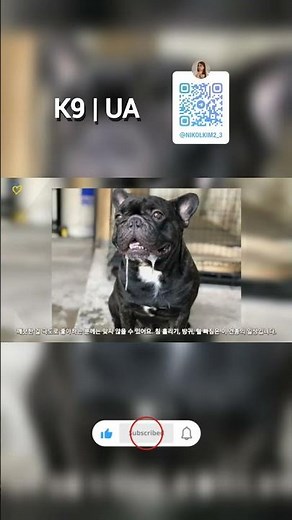 Things You Must Know Before Getting a French Bulldog