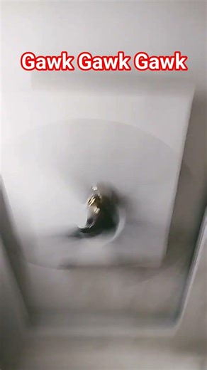 Gawk Gawk Gawk😂😂😂😂😂🤣🤣🤣🤣🤣🤣🤣🤣🤣 #comedy #comedyshorts #youtubeshorts #funny #viralreels