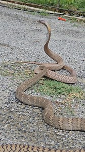 Cobra Vs Rat Snake 😰 #highlightseveryone | Prakash Animal Welfare