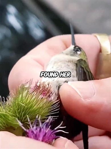 Hummingbird stuck in burrs… what happened after rescue is BEAUTIFUL 🐦😭