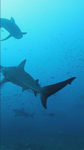 A CloseUp View of Sharks Swimming in the Vast Depths of the Ocean