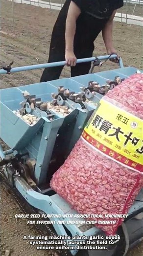 Efficient Garlic Planting Using Agricultural Machinery for Uniform Field Coverage