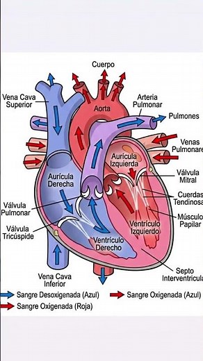 Anatomía del Corazón Humano