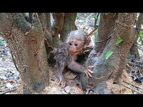 Baby monkey Lion cry want to take a bath look at the body is land.