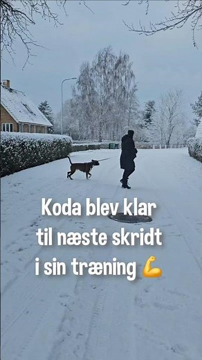 Start træningen af din hund derhjemme 🐾 #hundetræning