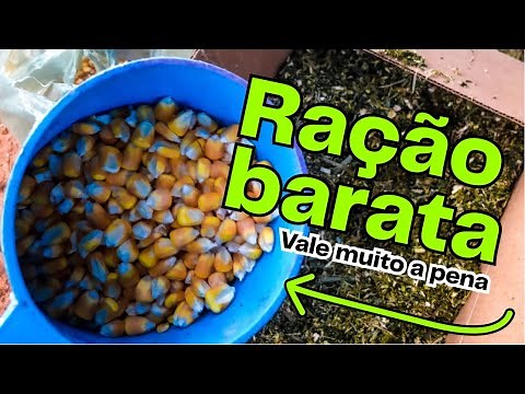 Como fazer ração para galinha em CASA!🐔BARATA e FÁCIL DE FAZER | COMPROVADA | AGROCRIACAO