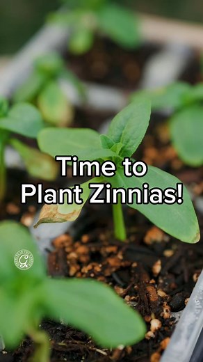 Zinnias are my favorite summer cut flower. They’re easy to grow, heat-tolerant, and the more you cut, the more they bloom. 🌸 You can plant them from seed or transplants once the soil is warm. I’m still enjoying my snapdragons right now, but I’m starting zinnias indoors so they’ll be ready to take over when the snapdragons finish up. Comment FLOWER and I’ll send you my zinnia growing guide and seed-starting resources. Can’t wait for the blooms! #Zinnias #SeedStarting #WarmSeasonFlowers #CutFlowe