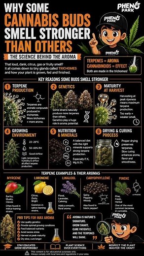🌿 Why do some cannabis buds smell much stronger than others? #cannabiscommunity