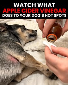Is your dog constantly scratching? 🐶 Most dog owners don't know this, but constant scratching can often be a sign of allergies, derma dysfunction, and sometimes even more serious health problems 😳 Thankfully, this new spray solves all that! 🙏 Simply apply this to their skin to promote a healthy coat, reduce allergies, and get rid of pesky skin issues 👍🐕 | Pup Labs