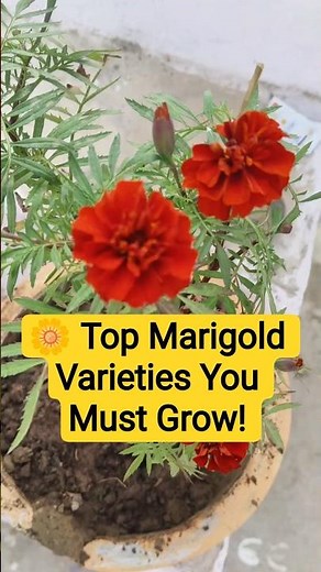 🌼 Top Marigold Varieties You Must Grow! | African vs French vs Desi Marigold 🌼