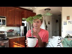 Buddha's belly plant: Jatropha podagrica