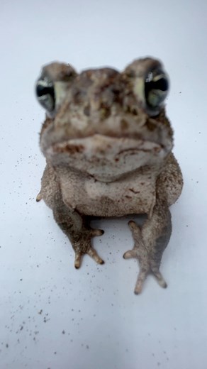 Gotcha! #Greatplainstoad #frog #frogs #toad #toads #hoppinhelp | Hopp'in Help