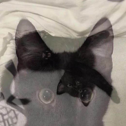 Kitties of TikTok: Adorable Black Kitty Cat Moments