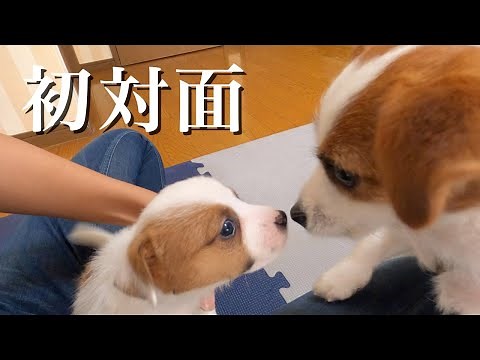 生後1ヶ月半の弟子犬と初対面した兄犬/ジャックラッセルテリア