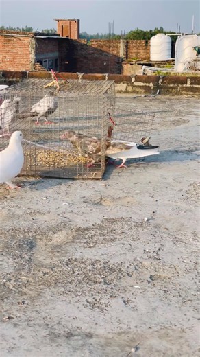 #pigeon 🕊️xr kabooter and subscribe #viralvideo #kabutar #birds 🕊️
