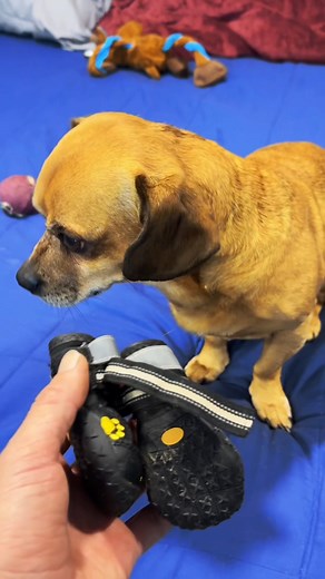 31K views · 1.1K reactions | Minion's opinion episode 3: Socks as socks #minionsopinion #theoneandonlyminion #farmdog #narrowayhomestead #dogboots | Nate Petroski | Facebook