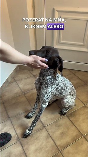 Môj pes si NECHCE NASADIŤ OBOJOK