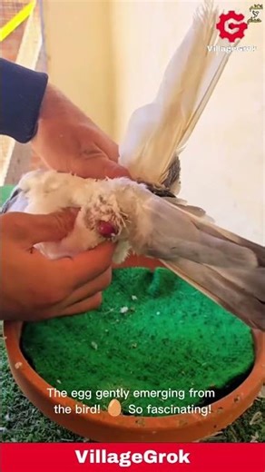 Pigeon Laying an Egg: A Close-Up View of the Birthing Process