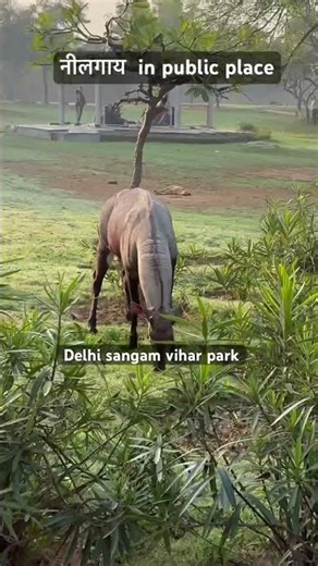 Black buck in park नीलग़ाय दिल्ली पार्क मे what about animal conservation 🥹