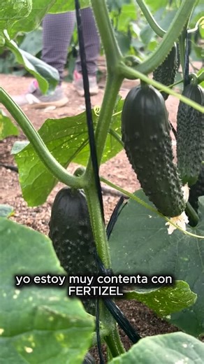 Trips? 🐛 ¡Casilda tiene el secreto para olvidarse de ellos! ¡Los resultados hablan solos! 🥒 Casilda nos cuenta su experiencia con FERTIZEL en su cultivo de pepinos y los resultados de su ensayo contra el trips son impresionantes. ✨ ¿Qué ha notado? • Hojas más fuertes, oscuras y con un brillo espectacular. • Cero frutos perdidos (producción al 100% hasta la caña). • ¡20 días sin químicos! El control del trips ha sido total solo con FERTIZEL. Cuando el producto es bueno, la planta lo agradece y 