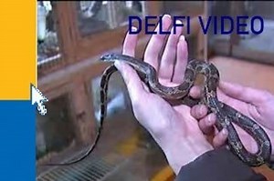 Iš Amerikos automobilis atsiųstas kartu su pitonu