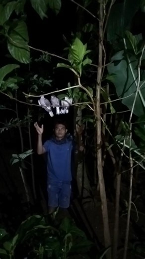 catching a spotted dove with bare hands#videoshort